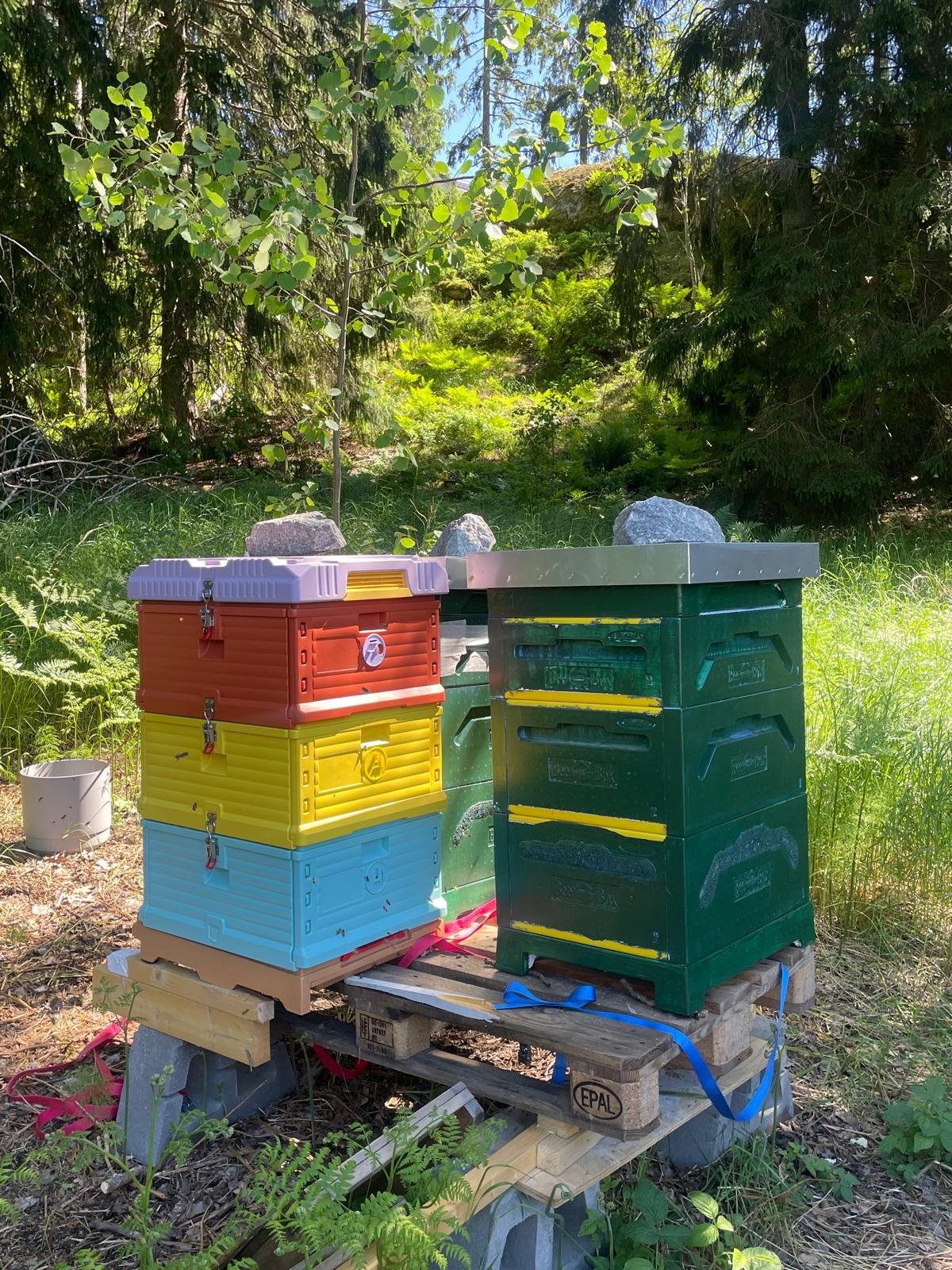 Buzzin’ Bees kupor på lastpallar i skogsbrynet i Svinninge, med ormbunkar och granskog bakom.