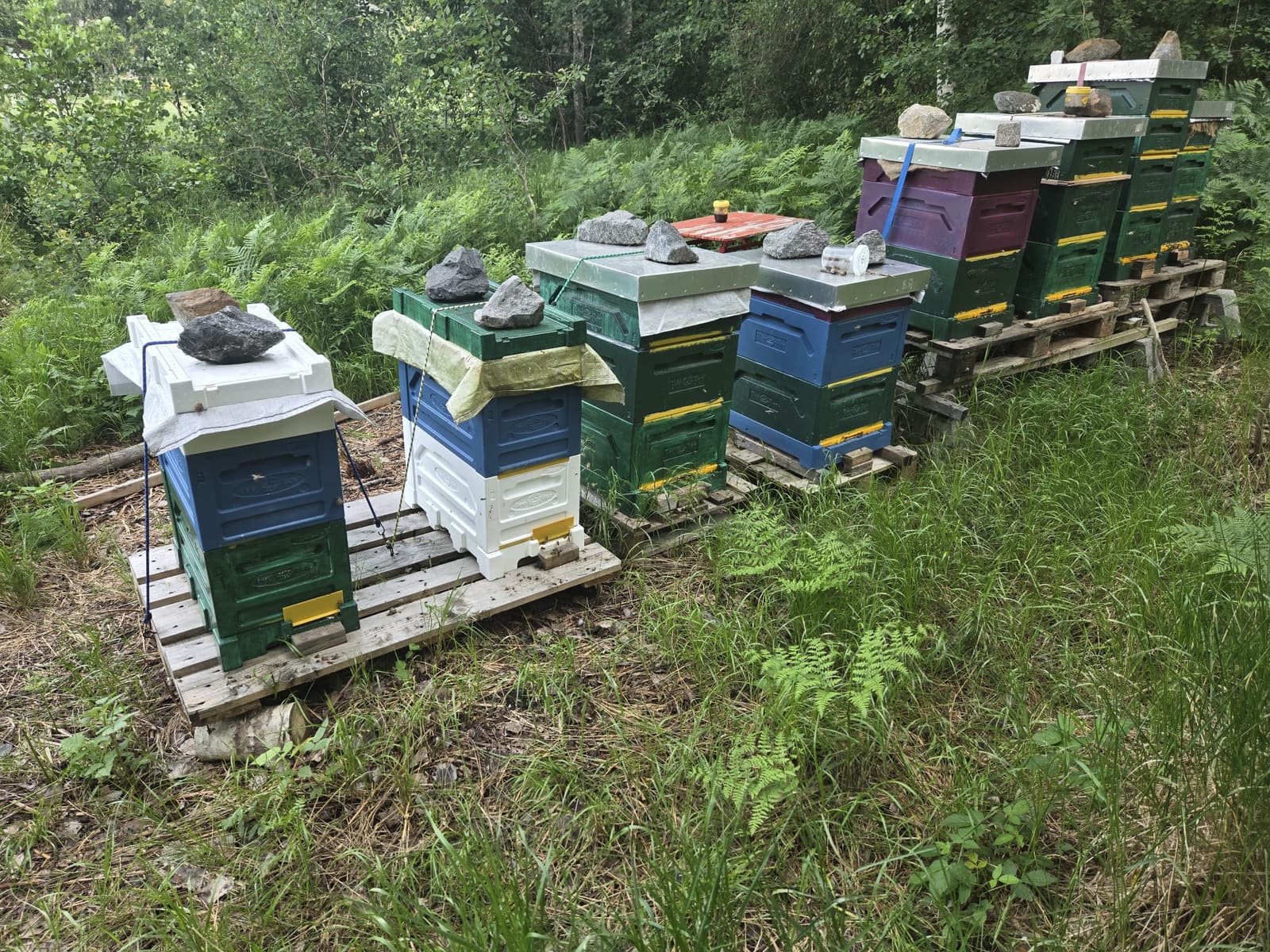 Bigården i Svinninge sedd på avstånd — kuporna står på lastpallar i en skogsglänta, med ormbunkar och granskog runt omkring.